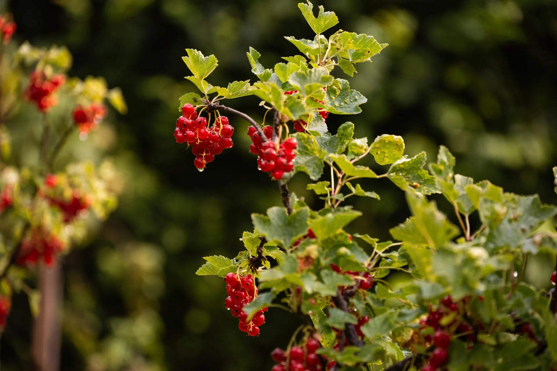 Reife Johannisbeeren an einem Strauch im Mietergarten der KOWO Obereichsfeld in der Grünen Mitte