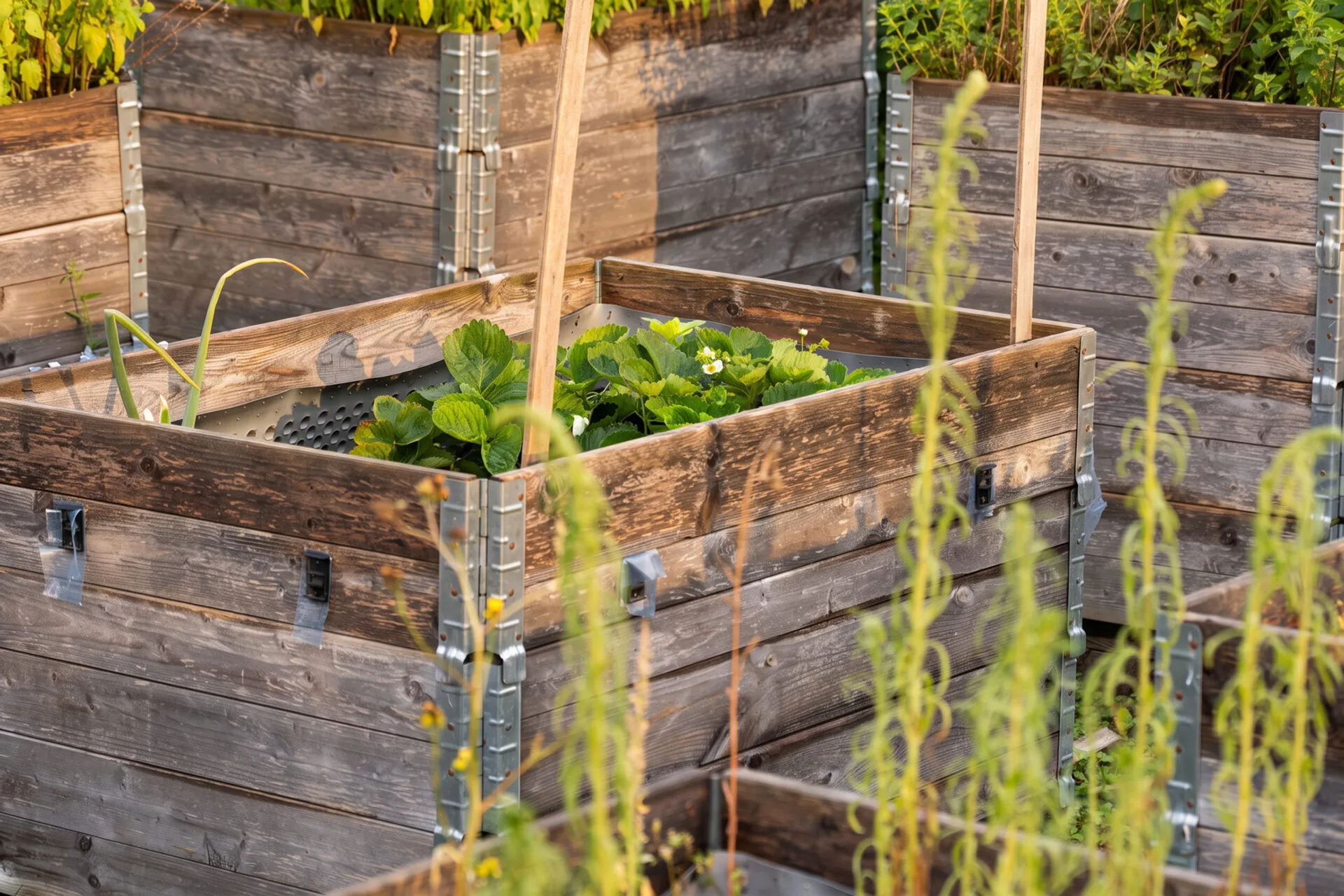 Hochbeete mit Erdbeerpflanzen im Mietergarten der Grünen Mitte, KOWO Obereichsfeld, Heilbad Heiligenstadt