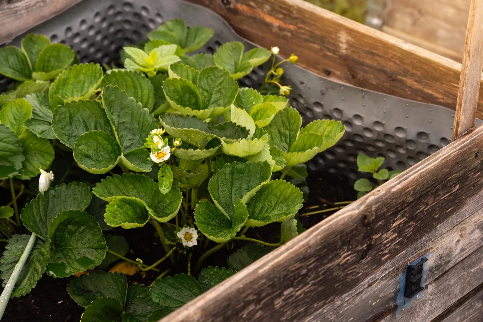 Erdbeerpflanze mit Blüten in einem Hochbeet im Mietergarten der KOWO Obereichsfeld