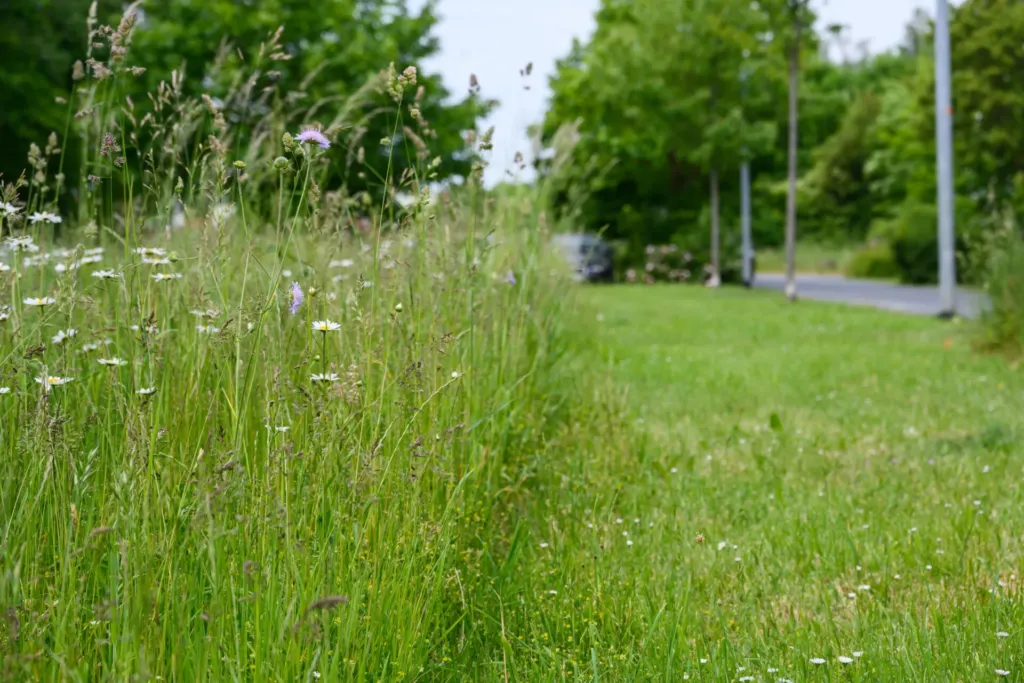 Blühstreifen mit Wildblumen und hohen Gräsern am Straßenrand einer KOWO-Wohnanlage im Obereichsfeld