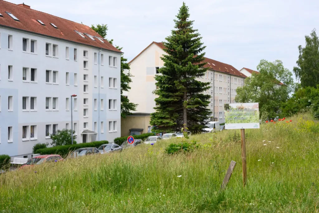 Blühstreifen mit Wildblumenwiese vor KOWO-Wohnanlagen im Obereichsfeld, Schild zu Insektenschutz im Vordergrund
